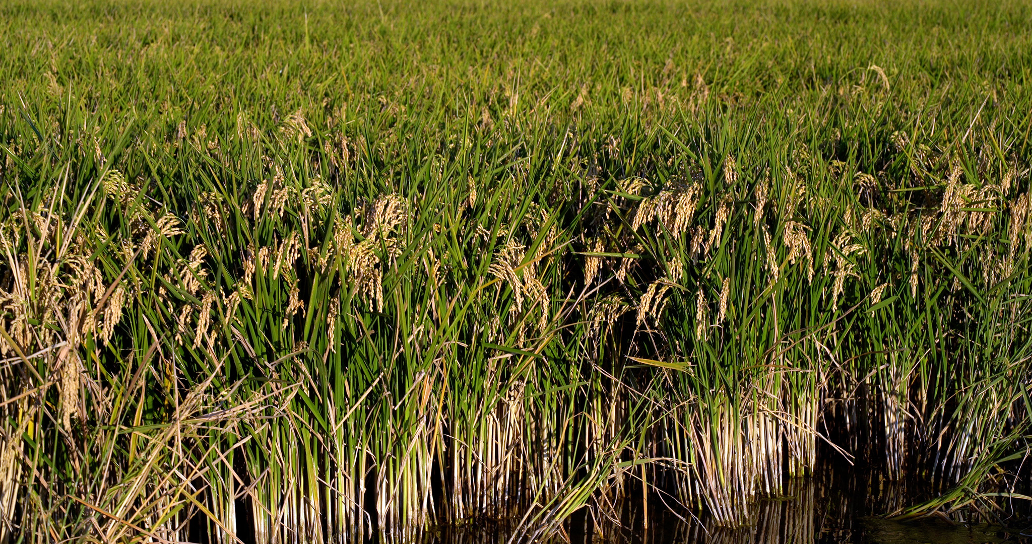 Rice paddies